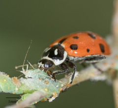 Acyrthosiphon lactucae