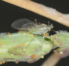 Acyrthosiphon lactucae