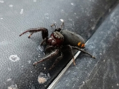 Paraphidippus aurantius