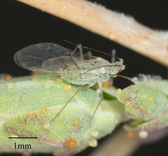 Acyrthosiphon lactucae