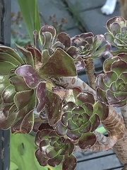Aeonium