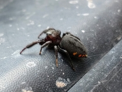 Paraphidippus aurantius