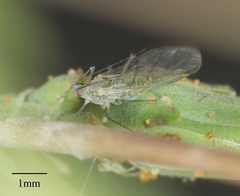 Acyrthosiphon lactucae