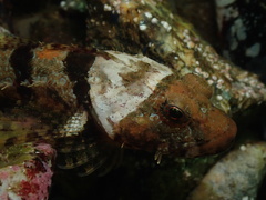Artedius corallinus