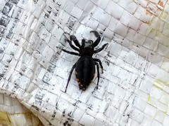 Paraphidippus aurantius