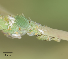 Acyrthosiphon lactucae