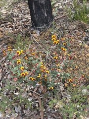 Bossiaea ornata