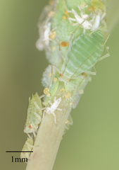 Acyrthosiphon lactucae