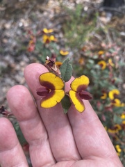 Bossiaea ornata
