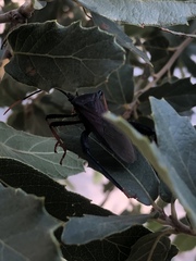 Acanthocephala thomasi