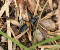 Peirates fuliginosus