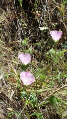 Sidalcea diploscypha