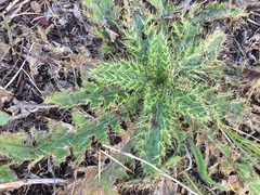 Cirsium drummondii