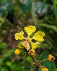 Bronwenia mathiasiae