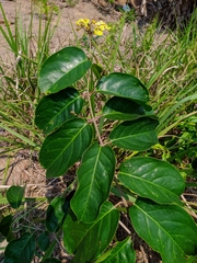 Bronwenia mathiasiae