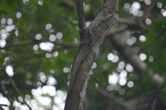 Piptadenia gonoacantha