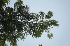 Piptadenia gonoacantha