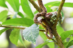 Leptodeira polysticta