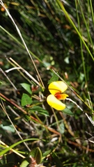 Platylobium reflexum