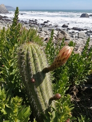 Trichocereus chiloensis litoralis
