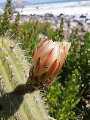 Trichocereus chiloensis litoralis