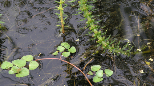 Trapella sinensis iNat (1)