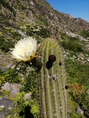 Trichocereus chiloensis litoralis