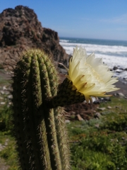 Trichocereus chiloensis litoralis