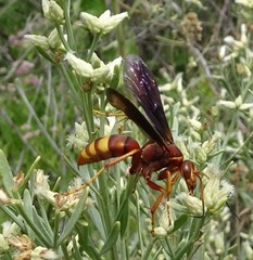 Poecilopompilus algidus
