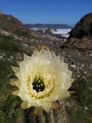 Trichocereus chiloensis litoralis