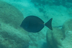 Prionurus maculatus