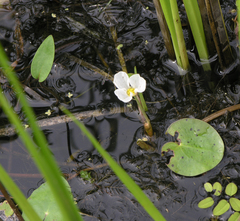 Hydrocharis dubia