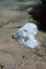 Aptychotrema rostrata