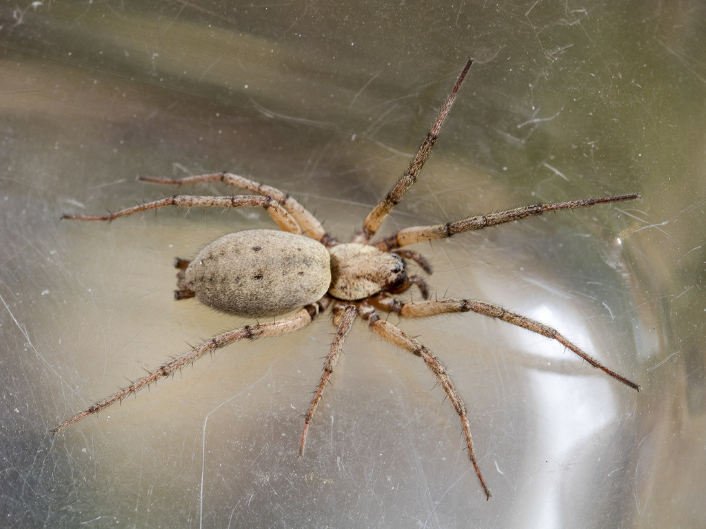 Ausserer's Nomisia