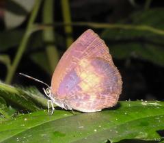 Arhopala perimuta
