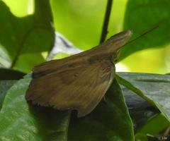 Dophla evelina