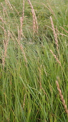 Elymus trachycaulus