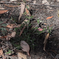Opercularia hispida