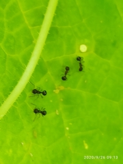 Pristomyrmex punctatus