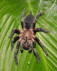 Selenocosmiinae
