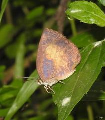 Arhopala perimuta