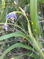 Dianella congesta