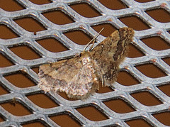 Idaea celtima