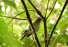 Vireo leucophrys