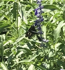 Chioides
