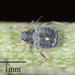 Laburnum Aphid - Photo no rights reserved, uploaded by Jesse Rorabaugh
