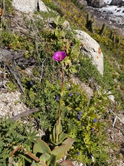 Cistanthe grandiflora