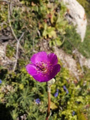 Cistanthe grandiflora