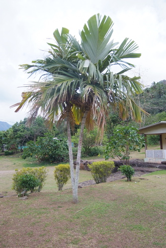 Pelagodoxa henryana observed 2018-11-03
