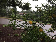Citrus trifoliata